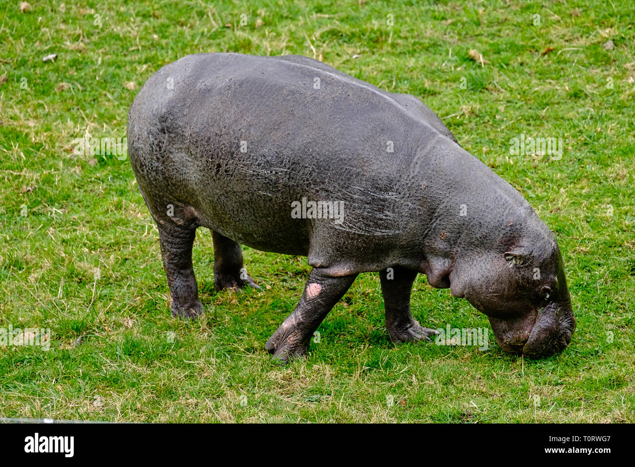 Hippopotame pygmée en captivité le pâturage sur l'herbe verte Banque D'Images