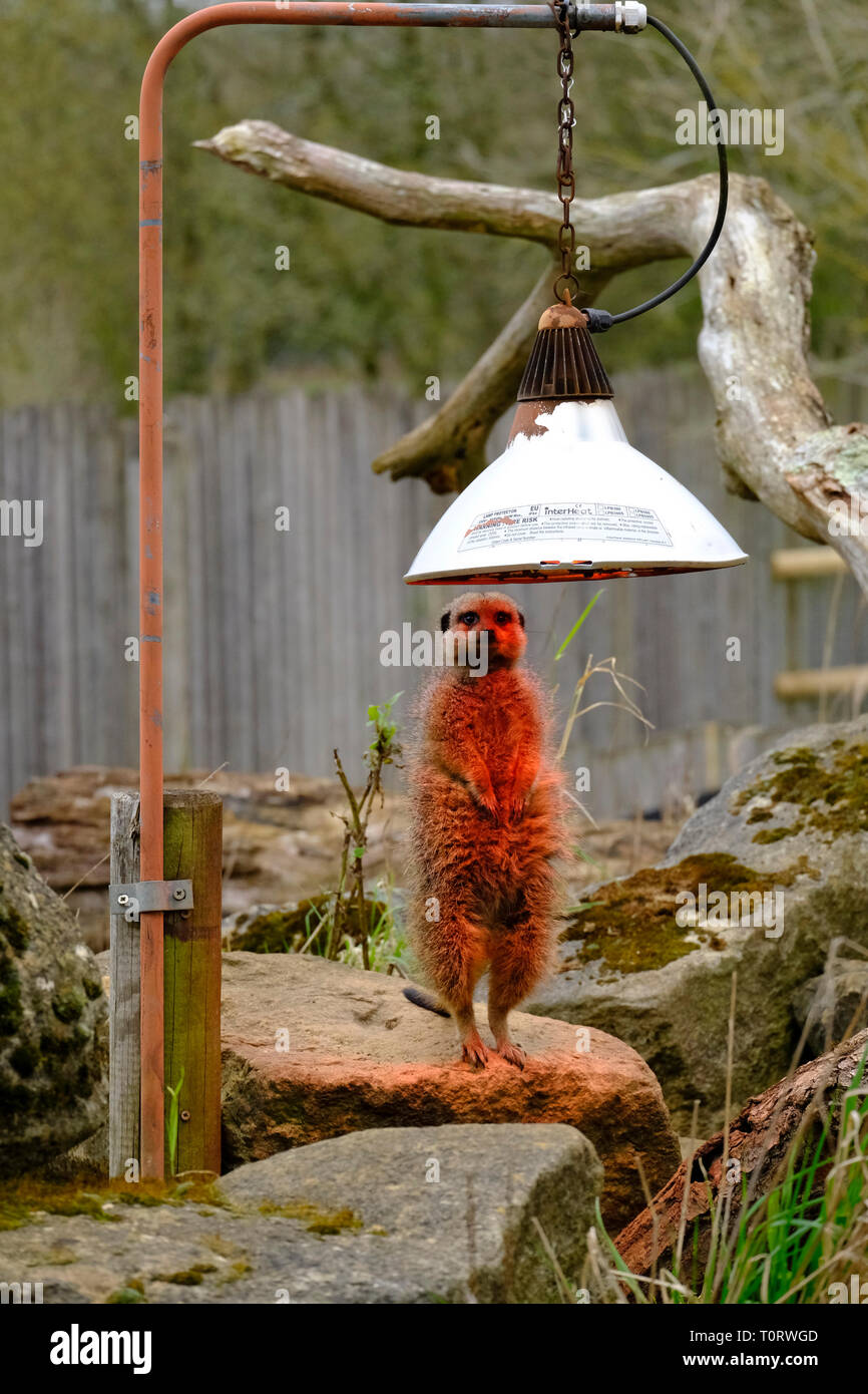Meerkat captif sur un service de sentinelle debout sous lampe de la chaleur réfléchie par suplied zoo Banque D'Images