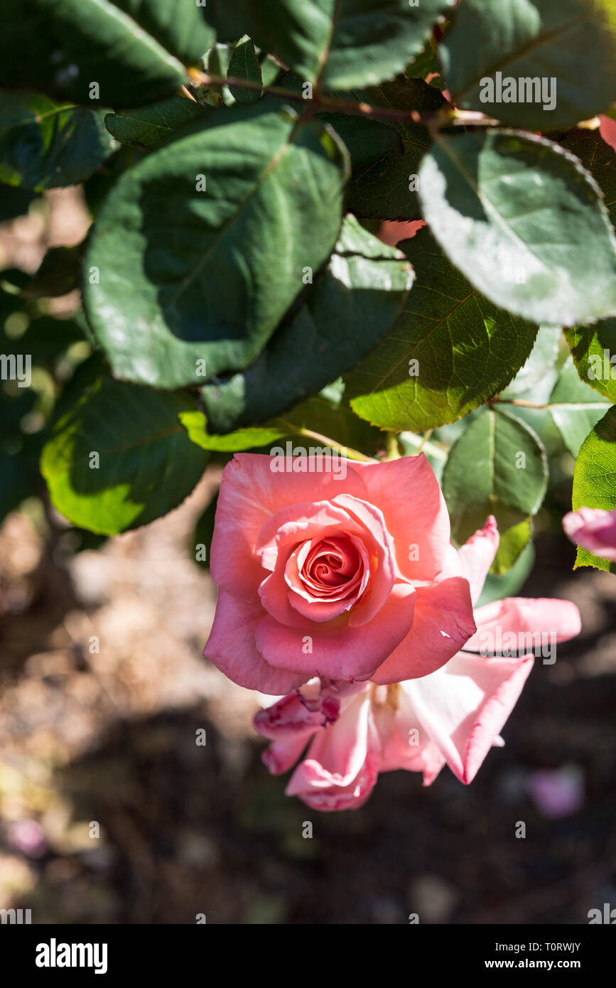 Fleurs roses - close-up Banque D'Images