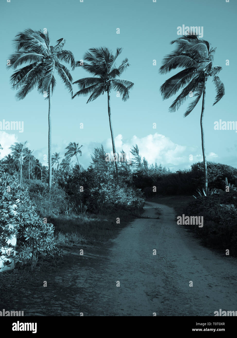 Fine Art photographie de paysage trois palmiers, à côté de la route côtière rurale, gouverneurs, port d'Eleuthera, aux Bahamas, dans les Caraïbes. Banque D'Images