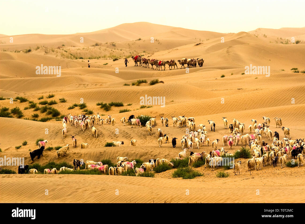 Les chameaux et les chèvres dans le désert. Dans la partie sud du désert du Taklamakan, dans Hutan district. La province du Xinjiang, la Chine de l'ouest Banque D'Images