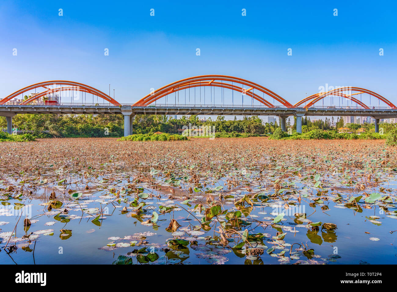 Lotus Lake et pont en arc-en-ciel dans le parc Honghu à Shenzhen Banque D'Images