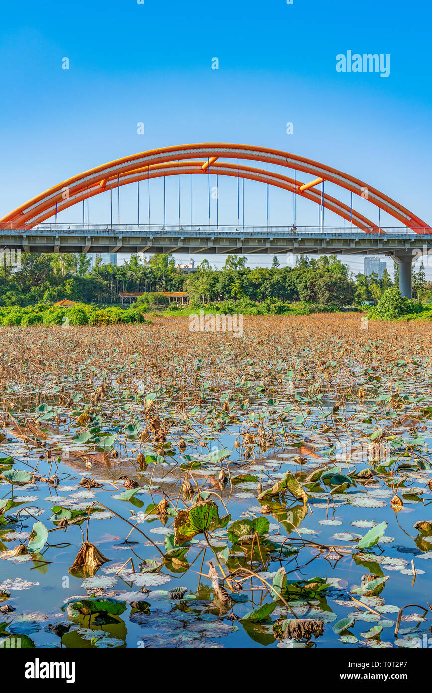 Lotus Lake et pont en arc-en-ciel dans le parc Honghu à Shenzhen Banque D'Images