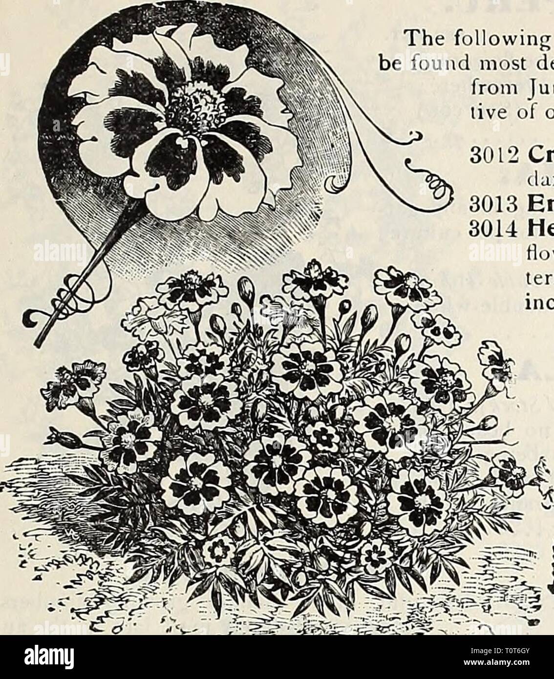 Dreer 1907 livre du jardin (1907) Le jardin 1907 Dreer livre dreers1907jardin1907henr Année : 1907 HBWADRH-PHILADELPHIA W'W FLEUR FIABLE VOIR 83 LOBELIA. ng dwarf et des variétés de ce célèbre et magnifique plante à fleurs sera souhaitable pour la culture en pot, délignures, pendaison-paniers, etc., qui fleurit abondamment de juin à novembre. L'hardy variétés vivaces sont parmi les plus attrac- de notre jardin favoris, produisant des épis de fleurs bel beauiiful. Par PKT. Crystal Palace Compacta. Bleu profond riche ; son feuillage foncé ; le plus beau bleu foncé pour la literie. 50 cts. par ^ oz ] 0 L'Empereur Guillaume Banque D'Images