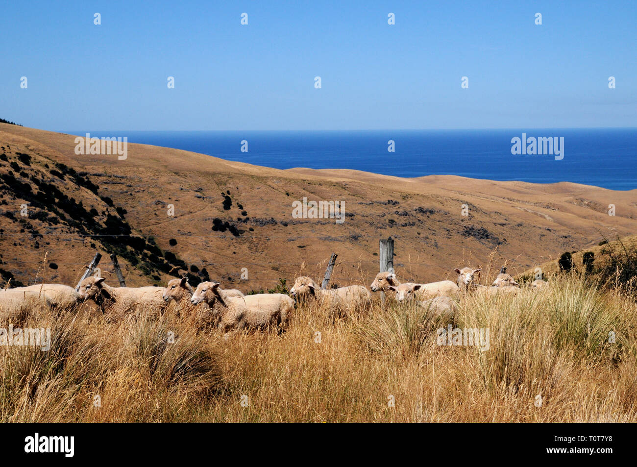 Moutons sur la piste jusqu'à Te Oka Bay sur la péninsule de Banks sur néos-zélandais l'île du Sud, près de Christchurch. Banque D'Images