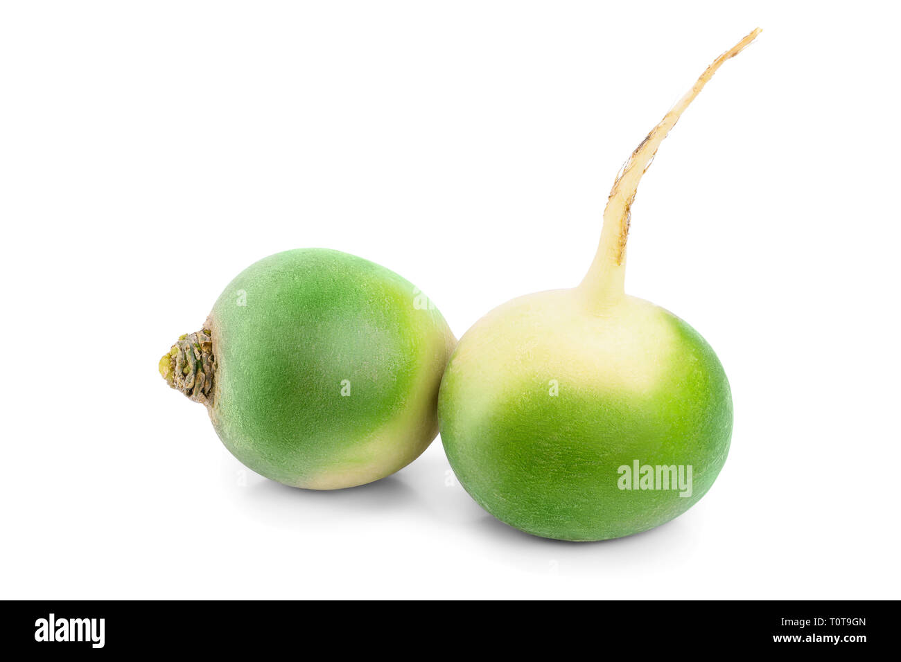 Deux radis vert isolé sur fond blanc. Banque D'Images