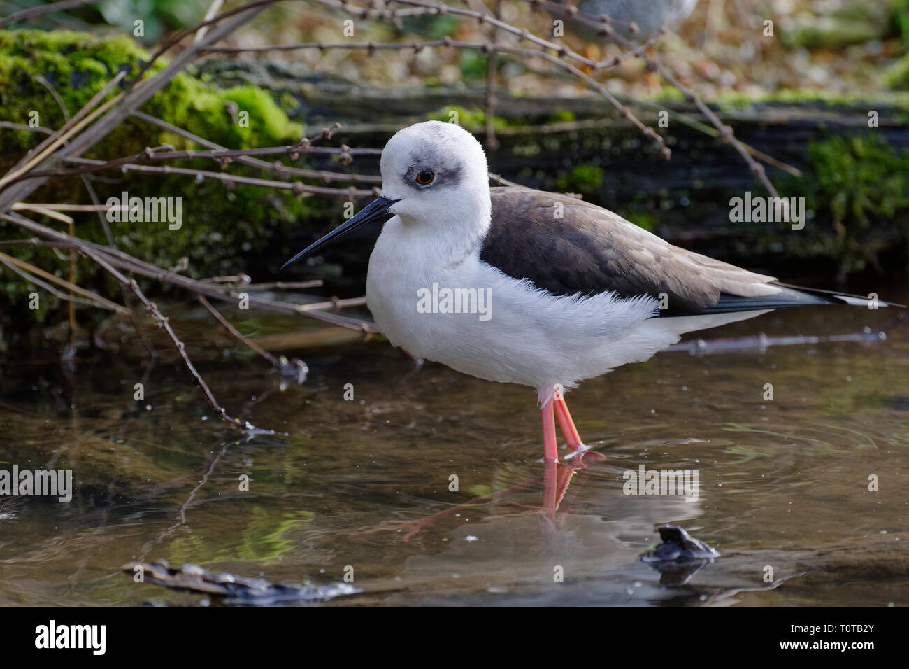 Black-winged Stilt - Himantopus himantopus Black & White oiseaux échassiers Banque D'Images