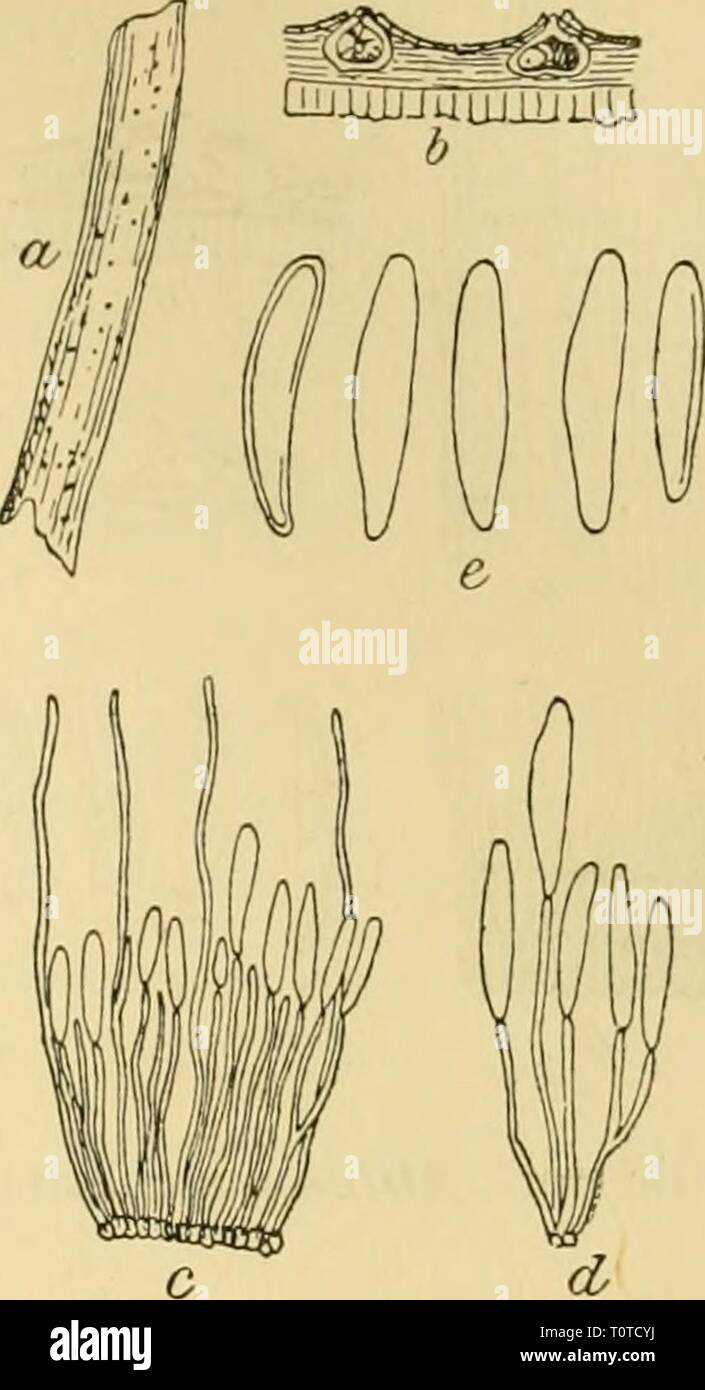 Dr L'Kryptogamen-Flora Le Dr von Euler Euler L. von Kryptogamen-Flora du Deutschland, Österreich und der Schweiz drlrabenhorstskr16rabe Année : 1901 ornelluni 547 Fusicoccum Fusicoccum Sacc. a. Fraxinus ornus ein von Zweigstüctchen mit dem Pilze dans natürlicher Basis Grösse. b. Zweier Durchschnitt ver- grösserter Fruchtgehäuse schwach. c. Ein Theil des Hymeniums- trägern mit Sporen, Sporen und Paraphysen. d. Sporenträgor mit Sporen. e. Freie Sporen. (C, d u. e sehr stark vergrössert). Alles nach Saccardo, champignons italici del. 1460 Tafel. Giiilinifiiiiiiiiji Massalon Fusicoccum Juglandis C. Banque D'Images