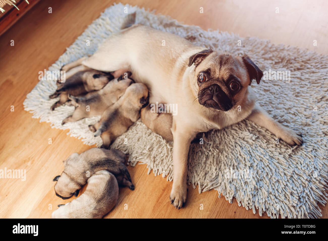 Alimentation chien Pug six chiots à la maison. Chiots de sucer le lait. Chien couché sur un tapis avec des enfants. Banque D'Images