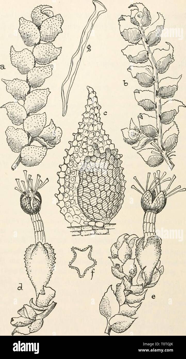 Dr L Kryptogamen Flora Le Dr Von Euler Euler L Von Kryptogamen Flora Du Deutschland Osterreich