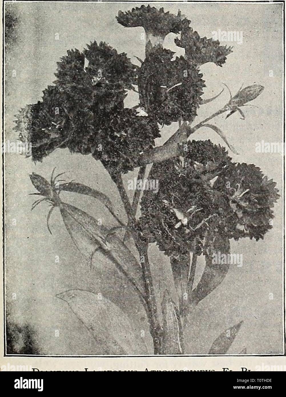 Dreer's garden livre soixante-troisième Dreer's garden book : soixante-troisième édition annuelle 1911 dreersgardenbook1911henr Année : 1911 Groupe de roses annuel unique. La COLLECTION DE DREER iz 'BRILLANTE' Dianthus. Cette belle collection contient un paquet chacune de six des meilleurs doubles et six des meilleurs sortes unique. Pour plus de détails, voir pied de page précédente. Roses de jardin rustique. (Dianthus.) Ces variétés sont bien adaptées pour des lits et des frontières ; de- lumineuses, rafraîchissant, odeur épicée ; devrait être dans tous les jardins où les fleurs coupées sont recherchés, et faire une bordure fine à une frontière. Par PKT. 2340 Plumarius ( Banque D'Images