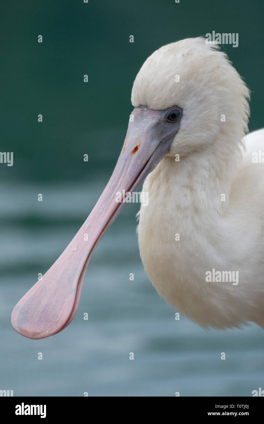 Spatule d'Afrique (Platalea alba) Banque D'Images