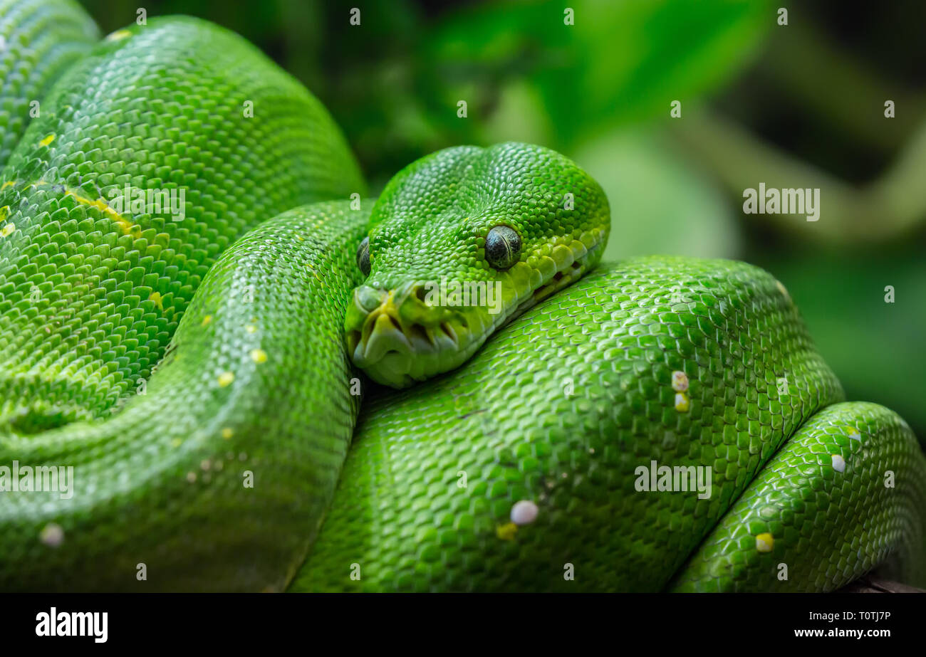 Vue rapprochée d'un arbre vert python (Morelia viridis) Banque D'Images