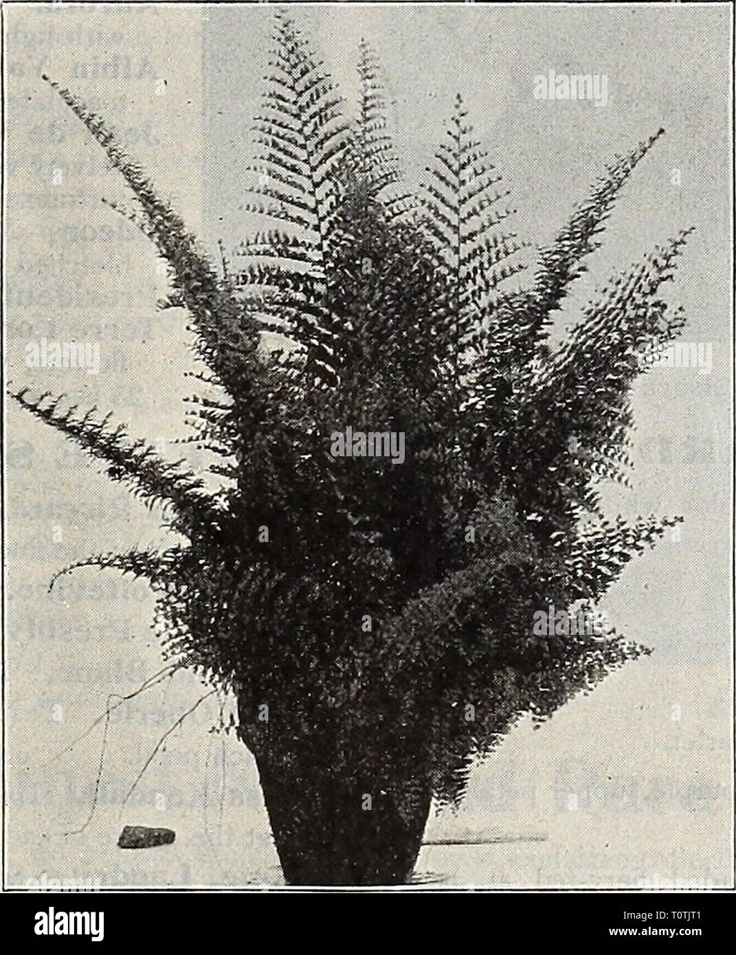 Dreer's garden livre soixante-troisième Dreer's garden book : soixante-troisième édition annuelle 1911 dreersgardenbook1911henr Année : 1911 Pteris Wilsoni. Bien FERNSâ ont continué. L.astrea Aristata variegata. Cette belle variété a une large bande d'un vert jaunâtre pinnules à travers les. 15 cts. - Chrysoloba. 20 cts. Aria Lorn Ciliata. Un nain fougère arborescente. ]5 cts. Lygodium japonicum (Fougère d'escalade). Feuillage vert clair. 15 cts. Microlepia Hirta cristata. Un des plus utiles, fougère décorative beauti- crested pleinement. 25 cts. Nephrolepis Cordata Compacta. Un nain Sword Fern. 15 cts. - ICxaltata Bostoniensis (' Le Bo Banque D'Images