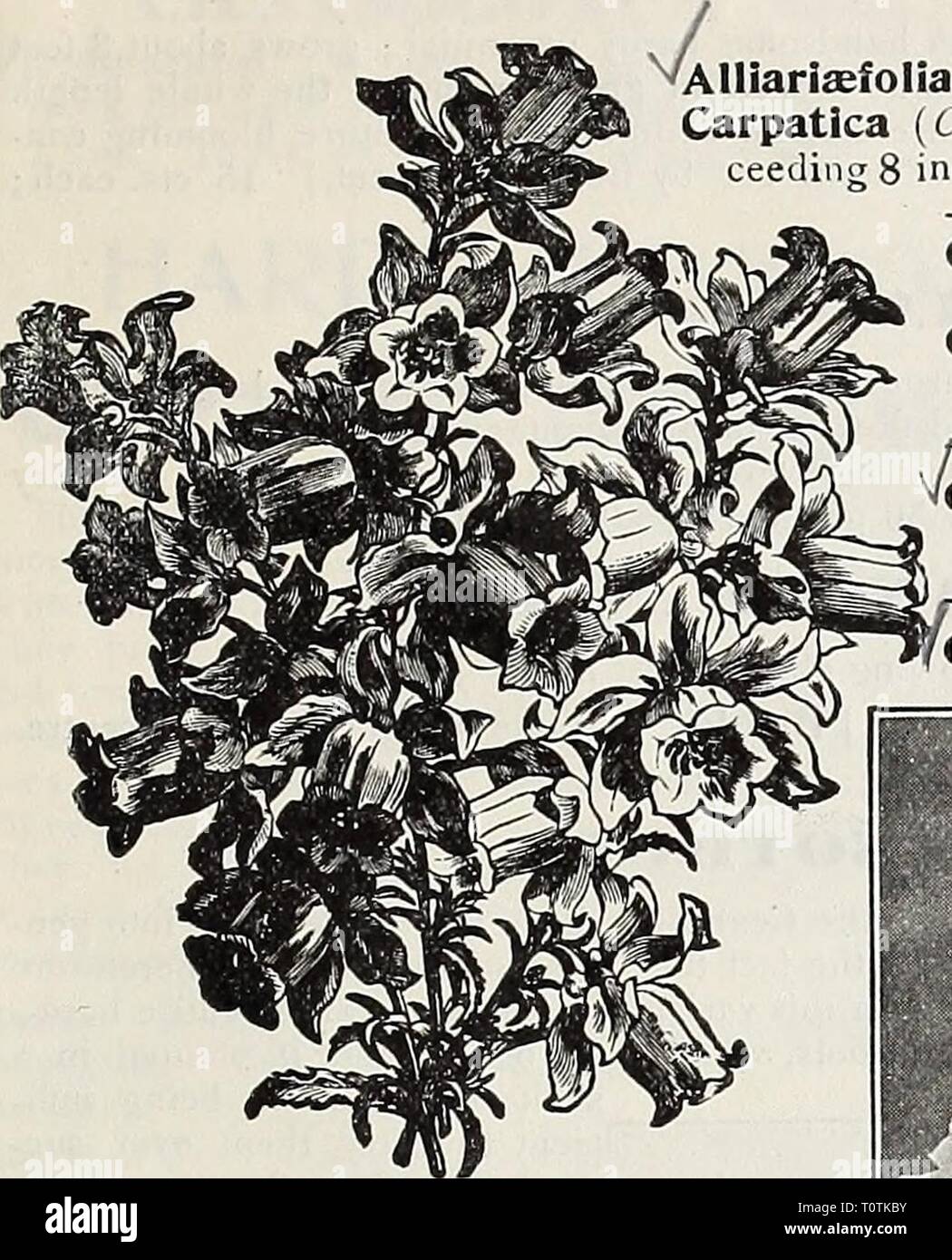 Pyramides cloches Fleur-Campanula Pyramidalis