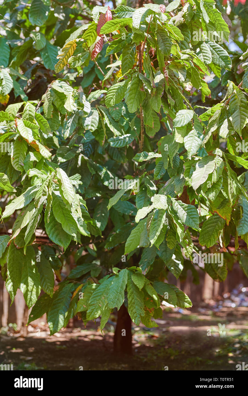 Cacaoyer vert avec de grandes feuilles. L'agriculture thème cacao Banque D'Images