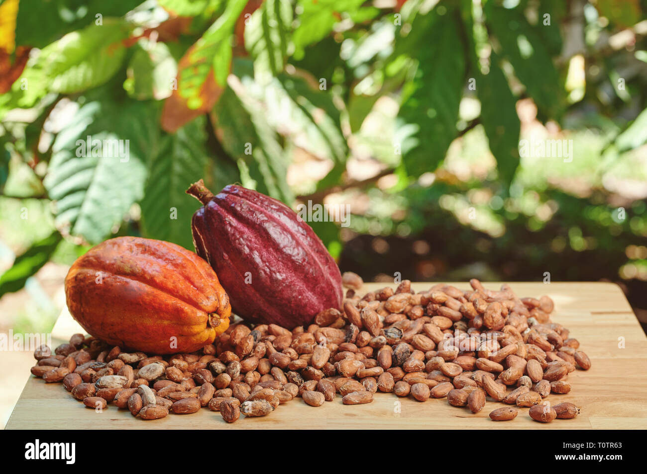 Les fèves de cacao sec sur table avec gousses dans tree background Banque D'Images Les fèves de cacao sec sur table avec gousses dans tree background Banque D'Images