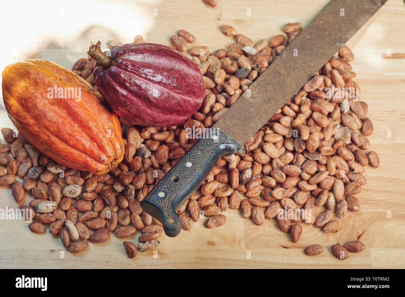 Haricots secs avec des gousses de cacao et de machette au-dessus (top view) Banque D'Images Haricots secs avec des gousses de cacao et de machette au-dessus (top view) Banque D'Images