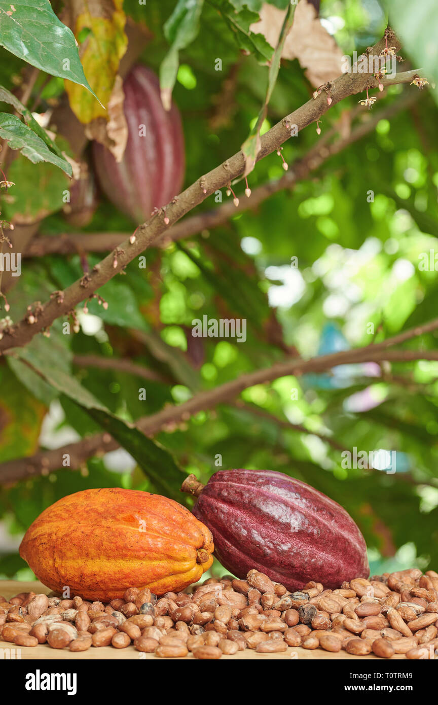 Cabosses De Cacao Entières Vides Et Séchées - Agriculture BIO - Provenance Congo RDC - Neuf