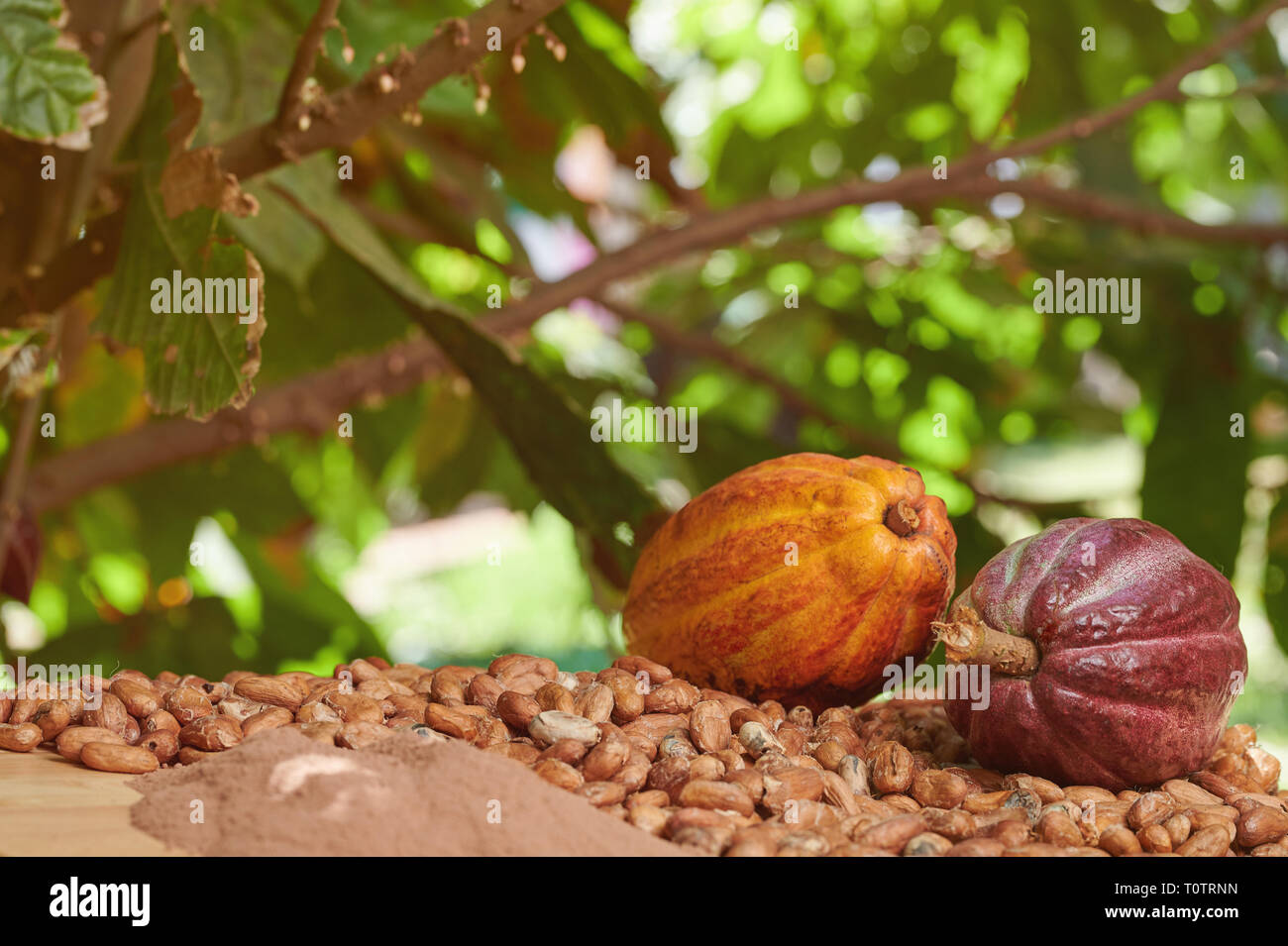 Thème de la ferme de cacao. Les fèves de cacao et poudre sur table en bois Banque D'Images