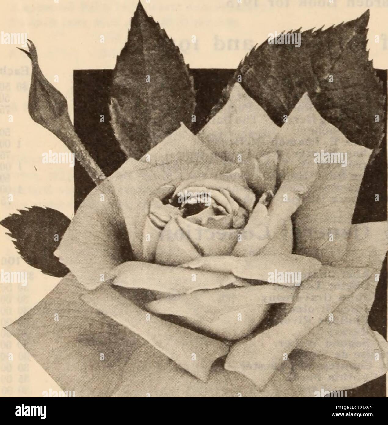 Dreer's Liste des prix de gros de gros Dreer Liste des prix / Henry A. Dreer. dreerswholesalep1912meer année : 14 HENRY A. DREER, Philadelphie, PA., LISTE DES PRIX DE GROS Pot-Grown Roses pour la plantation d'été-Suite Plateau et Everblooming Soupert Clothide Roses par 100 20 00 Maman Cochet 2000 Rose Blanc 20 00 30 00 Molly Sharman Crawford Mme Herbert Stevens 3000 Mme Myles Kennedy 4000 Souvenir de Pierre Notting : 30 00 25 00 William R. Smith perpétuel hybride Roses. Baroness Rothschild 2500 Captoln Christy 2500 Frau Karl Druschkl Qeoree 2500 Arends 30 00 25 00 Général Jacqueminot d Qlolre Banque D'Images