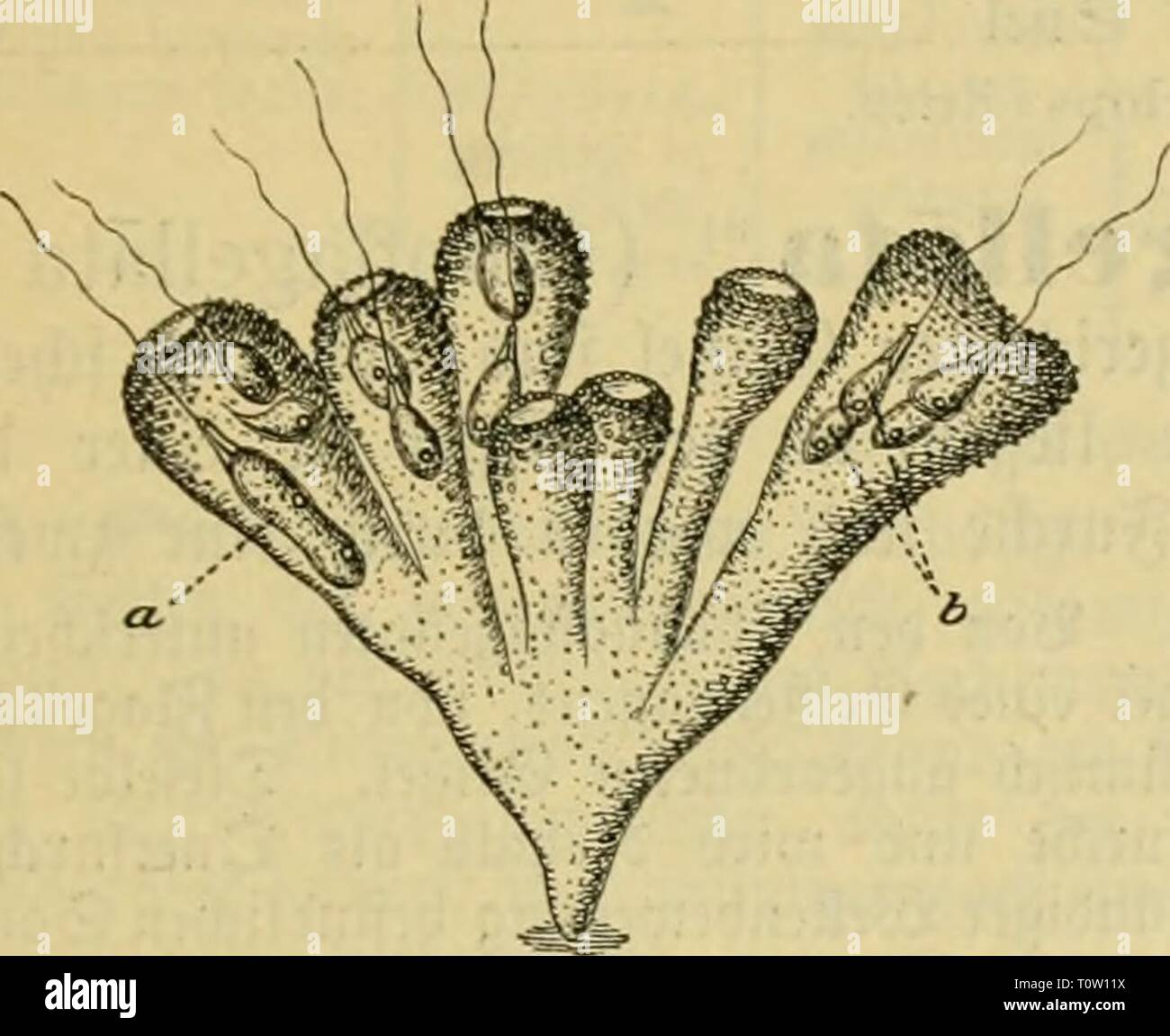 Dr Johannes Leunis Synopsis der Dr. Johannes Leunis Synopsis der thierkunde. Ein Handbuch für höhere lehranstalten und für alle, welche sich mit der wissenschaftlich naturgeschichte der thiere beschäftigen wollen drjohannesleuni02leun Année : 1883 II. Choanoflagelläta. 1127 3f)re 91ntnfl bcftef af))t tiorsiigjitucifc dans i" je" ;(}vamirieii t 2 ,'tuiigen s &au mit par Slvtcii borannt unb 47. 1. S*. PlialailSterilia» einjeltt, Körper ber)ievc oüat § bis. 1644. länglid du BGTI) ; 53après§ eißel ber uon einem tnr,^en, engen, aufredet » geftaltbeftänbigen förmigen fegel, Äragcu Siujeltbicre umgeben ; bie (f Banque D'Images