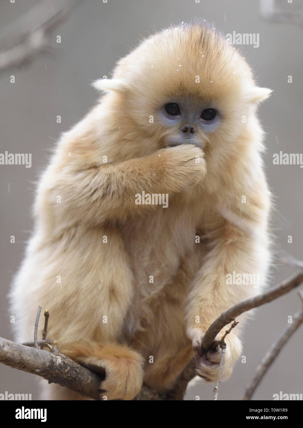 Singe Mignon Banque De Photographies Et D Images A Haute Resolution Alamy
