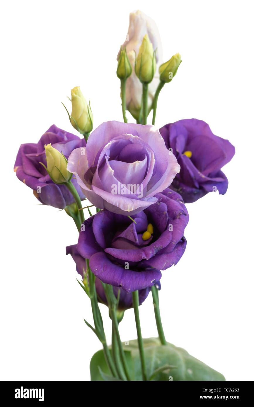 Fine art still life macro d'une couleur bleu-violet de gentiane blanche voyante lisianthus / / texas bluebell fleurs sur fond blanc Banque D'Images