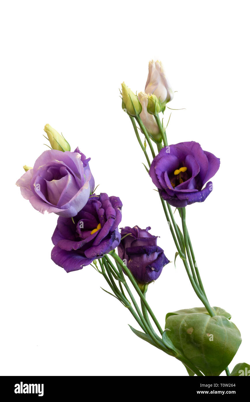 Fine art still life macro d'une couleur bleu-violet de gentiane blanche voyante lisianthus / / texas bluebell fleurs sur fond blanc Banque D'Images