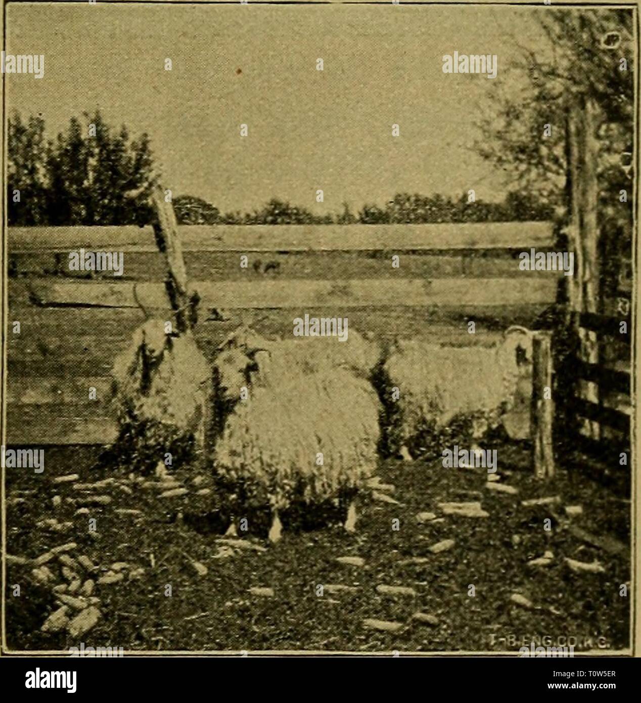 Le mouton domestique son le mouton domestique : sa culture et gestion générale domesticsheepits01stew Année : 1900 LA CHÈVRE. 379 vieux, ou plus de 50 semaines jusqu'à tyo. Puis après Dhere est coimparatively peu de difficulté. Tibe nannies' sens de loca- tion est très vive et -de nombreux maîtres du troupeau, -où ils ont un grand nombre, prenez l'habitude de jalonnement tihe kids. par sihort wliich chevilles cordes liées à sont entraînés dans le sol à l'ombre d'un bosquet d'arbres. De nombreux hun- dred sont parfois délimité dans l't.son chemin, chaque nounou sachant exactement où aller pour trouver iher O'wn kid, un&lt;l la chaîne est Banque D'Images