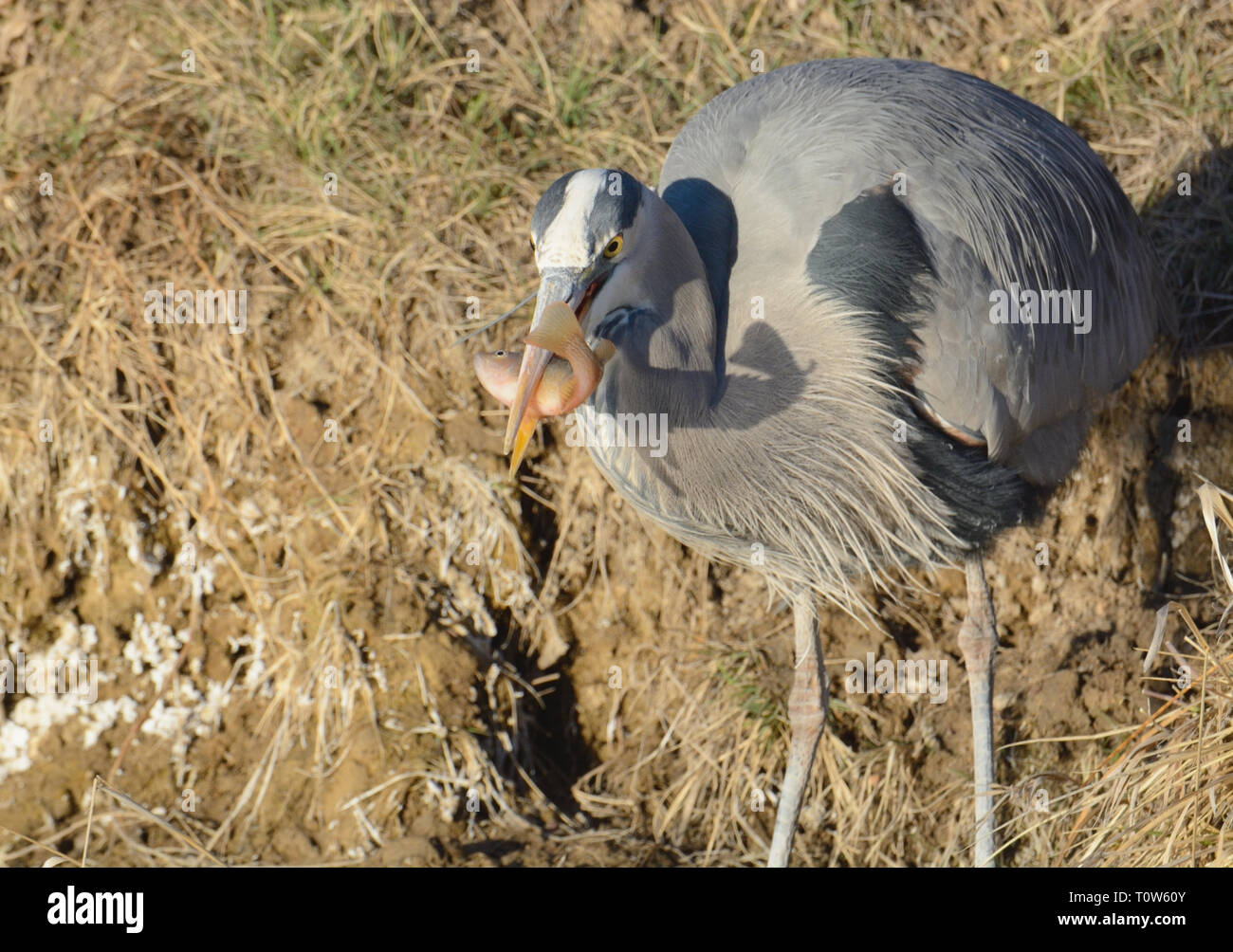 Grand Héron Bleu avec poisson nouvellement en bec par côté de la fin de l'après-midi lake Banque D'Images Grand Héron Bleu avec poisson nouvellement en bec par côté de la fin de l'après-midi lake Banque D'Images