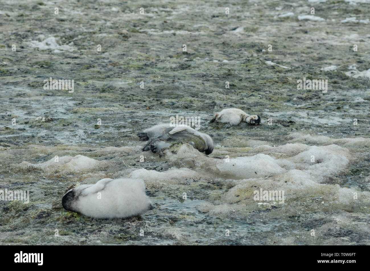 Manchot Empereur mort portant sur la glace des poussins Banque D'Images