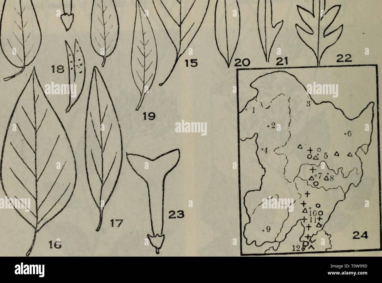 Dong Dong Zhi Ben Mu Bei Bei Mu Ben Zhi Wu Zhi Tu Dongbeimubenzhiw00lius Annee 1955 棗北木本槌物圖言吉圖版clii L At S Oblata Var Affinis Lungelsh 2 丁香s Oblata Lindl 丁香s 5 Dong Dong Zhi Ben Mu Bei Bei Mu Ben Zhi Wu Zhi Tu Dongbeimubenzhiw00lius Annee 1955 棗北木本槌物圖言吉圖版clii L At S Oblata Var Affinis Lungelsh 2 丁香s Oblata Lindl 丁香s 5