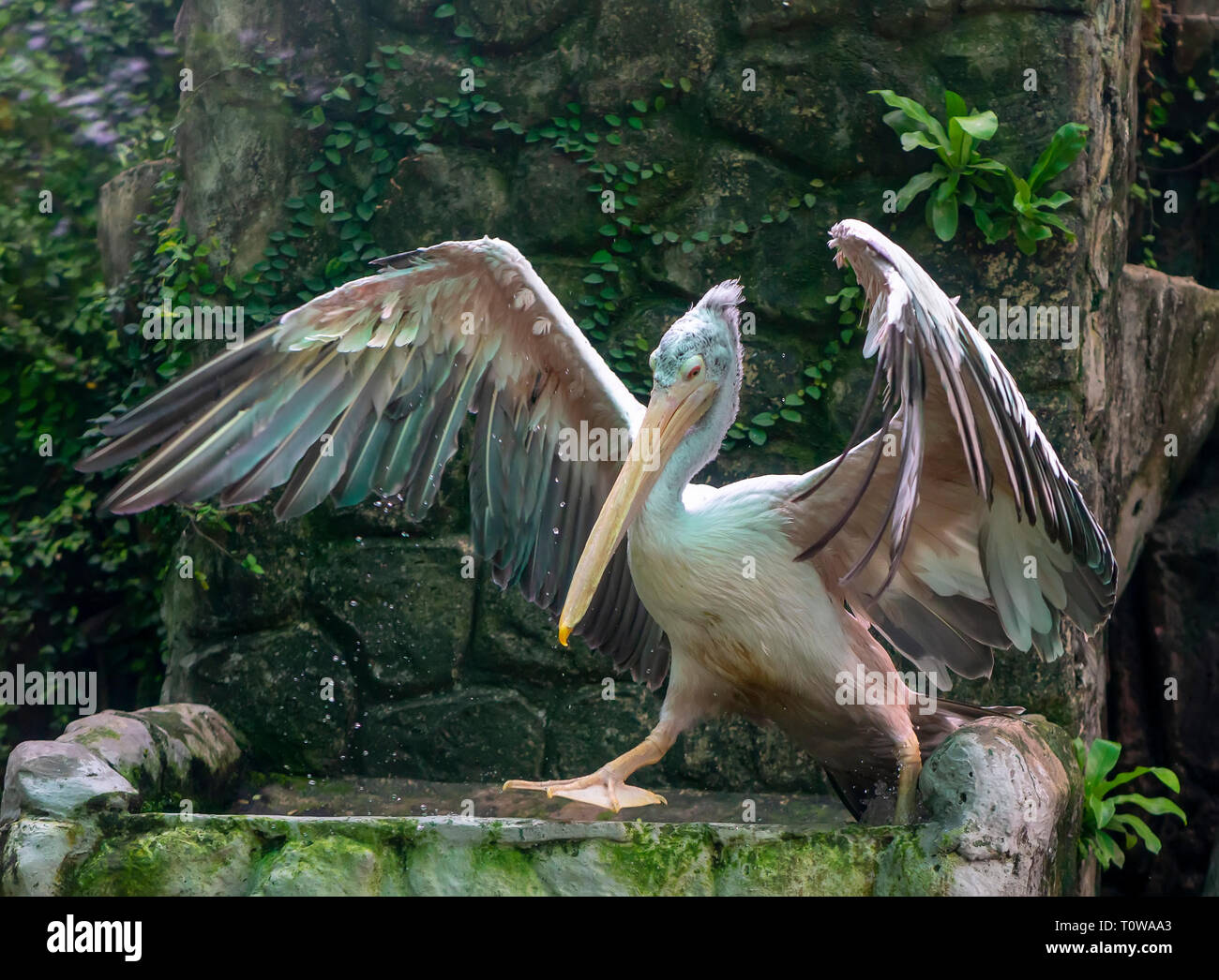 Cigogne adjudant moindre dans le monde naturel, elles sont classées dans la liste rouge des animaux rares au Vietnam. Cet oiseau peut peser près de 10 kg quand growi Banque D'Images