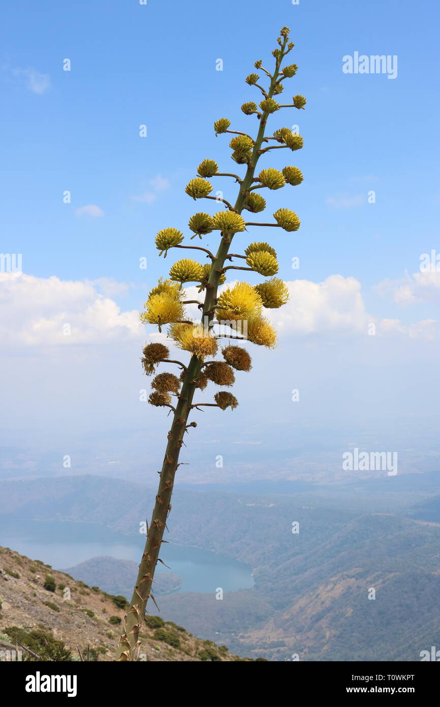 Vue rapprochée de la floraison jaune succulentes haut volcan de Santa Ana, El Salvador avec le lac en arrière-plan Banque D'Images
