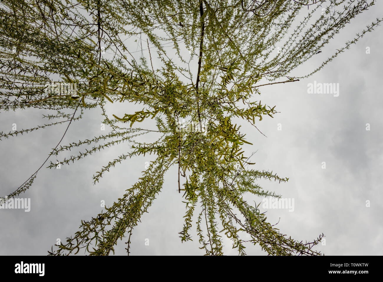 Jusqu'vue saule pleureur Banque D'Images