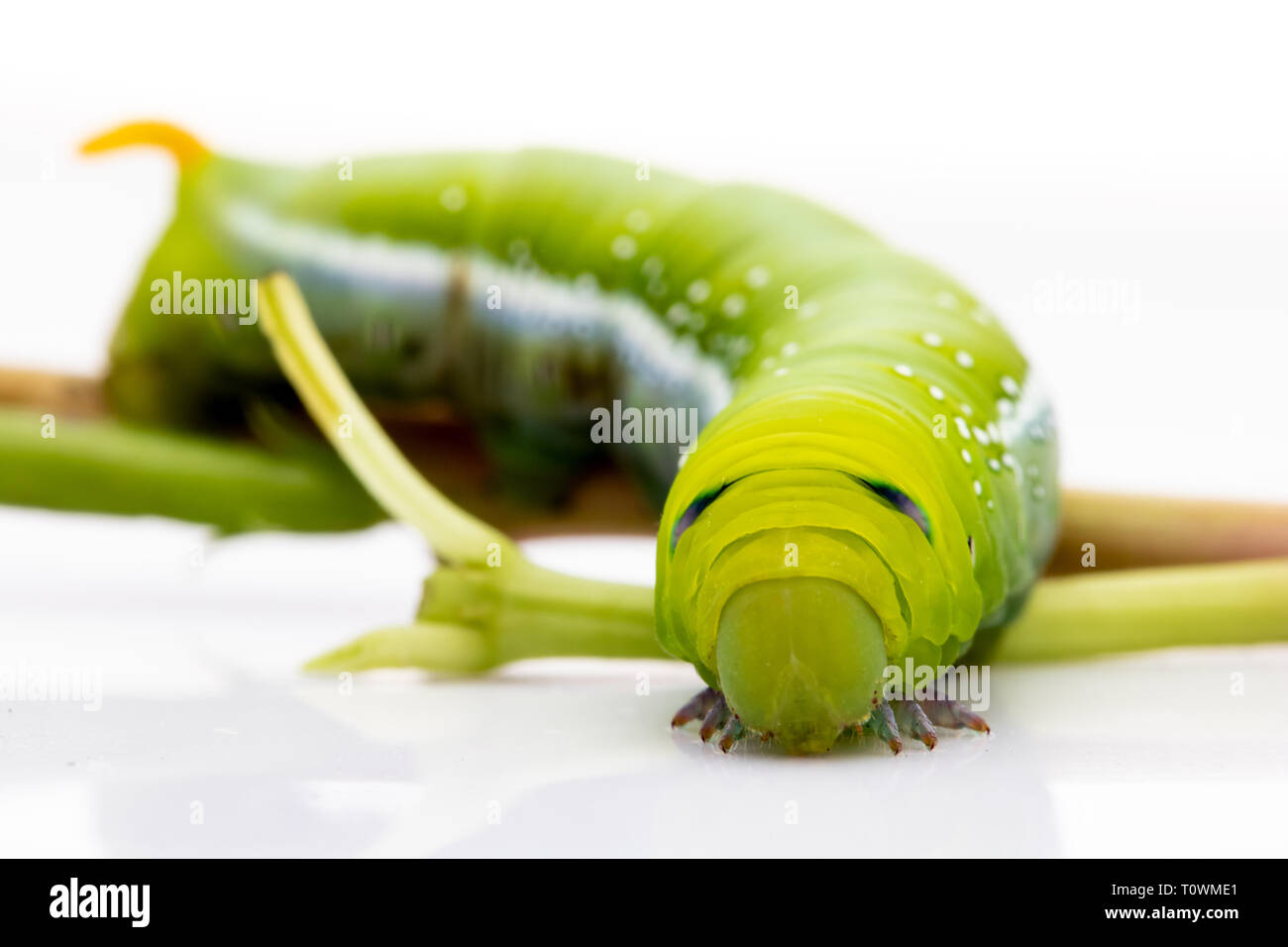 Oleander Hawk Moth Caterpillar (Daphnis nerii, Sphingidae) avec tige verte sur fond blanc. Banque D'Images