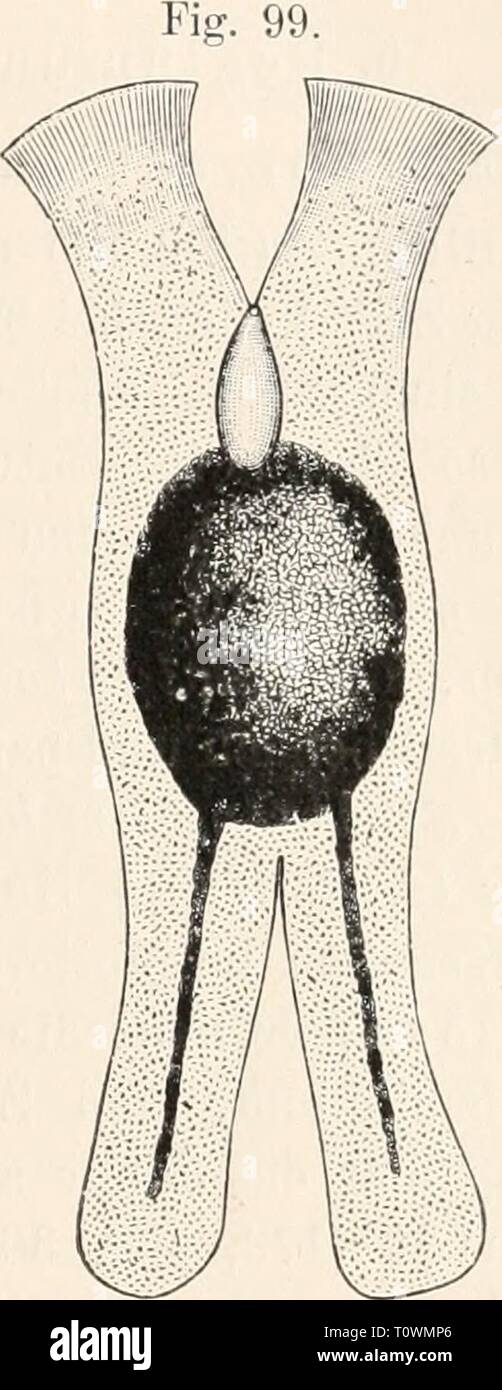 Dr HG Bronn's Klassen und Dr H.G. Bronn's Klassen und Ordnungen des Thier-Reichs : wissenschaftlich dargestellt in Wort und Bild040101drhgbronnsklasse Doppelbildung bron Année : 1904 von Macrostomum appendiculatum (0. Fabr.). Nach Sekera (1134). Von Doppelbildung Frorhynchus balticus chenil. Nach Sekera (1134). spärlichen Angaben, des deutschen reprend wenigstens, kein Urtheil ab- geben, wie die. Doppelbildung zustande gekommen sein könnte ; etwas anders liegen die Dinge bei Macrostomum. Hier handelt es sich um ein Ei, welches aus der Verschmelzung zweier möglicherweise, ja sogar höchst wa Banque D'Images