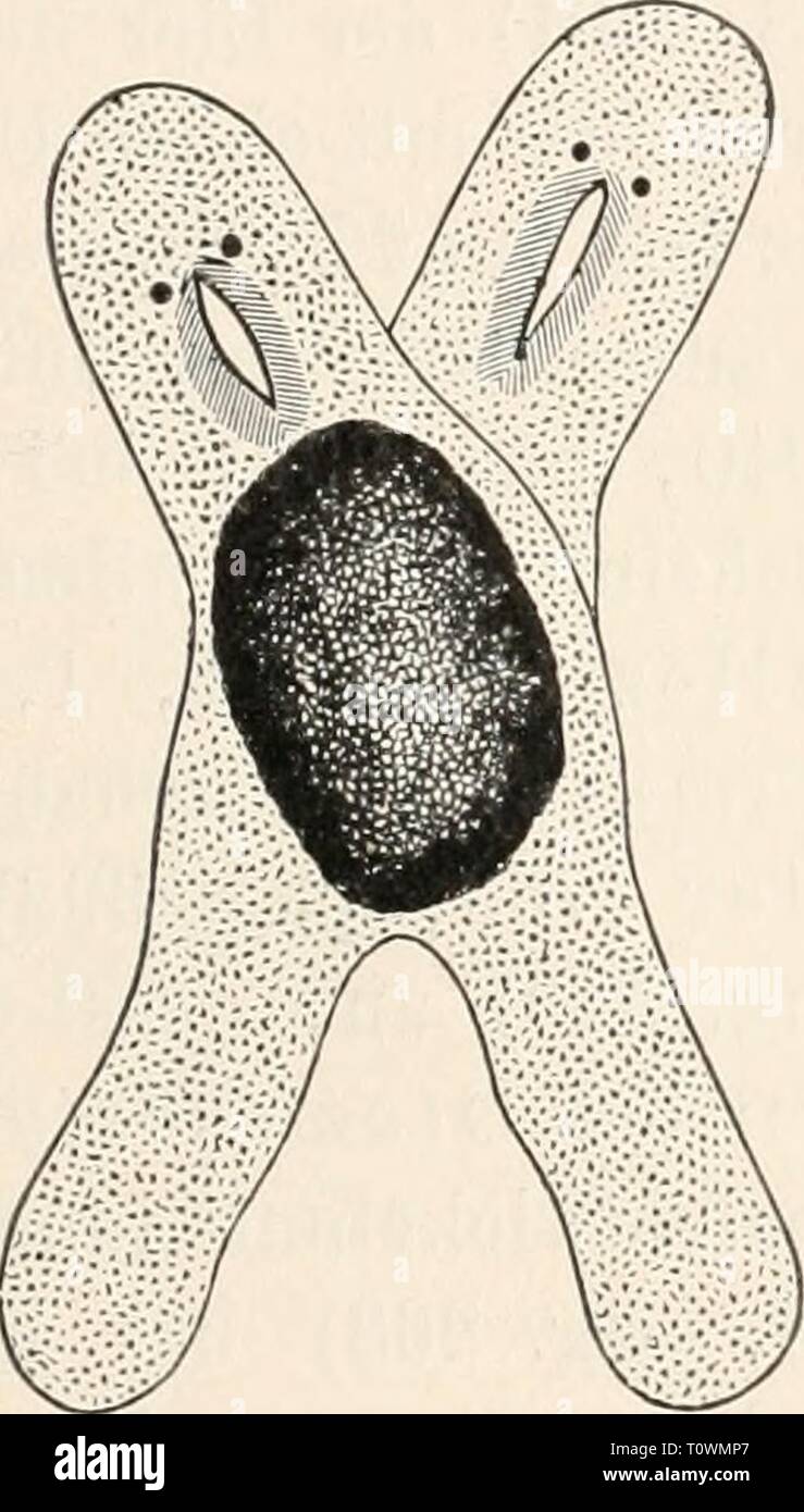 Dr HG Bronn's Klassen und Dr H.G. Bronn's Klassen und Ordnungen des Thier-Reichs : wissenschaftlich dargestellt in Wort und Bild040101drhgbronnsklasse Ehabdocoelida bron Année : 1904. Zwillinffsbildun' : 2425 guerre verschieden lässt, Scliluss Eigrösse auf keinen zu, da auch dem Ersten Falle dans die Dimensionen und vom Normal- Doppelthiere Eigrösse trotz der verschiedenen ähnliche waren. Im Gegensatz zu den être- bei der funden Macrostomum liess Pror/i ?/wc//sa-Zwilling nur einen Pharynx erkennen (Textfig. 99), und es setzte sich der Darm auch in die getrennten hinteren Partien, die in der Folge Banque D'Images