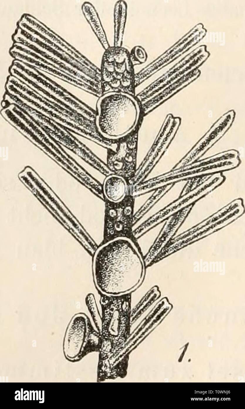 Dr L'Kryptogamen-Flora Le Dr von Euler Euler L. von Kryptogamen-Flora du Deutschland, Österreich und der Schweiz0103drlrabenhorstskr rabe Année : 1896 914 Apothecien gestielt kelchförmig- oder, becher, kurzgestielt . . Geopyxis. glockenförmig, brut, ausgebreiteter Fruchtscheibe zuletzt mit weit und dickem, kurzem Stiel . Discina, kelchförmig, brut, mit dickem, grubigem Acetabula mit Stiel. cylindrischen} Stiel, aussen mehlig-rauh Macropodia. Uebersicht der Gattungen. Pitya. Apothecien sitzend nach unten, stielförniig verschmälert etwas, zuerst geschlossen, sich öffne rundlich Banque D'Images