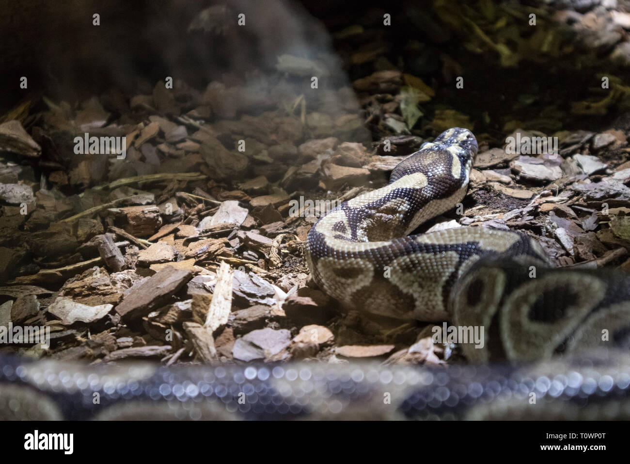La ball python, Python regius, également connu sous le nom de python royal Banque D'Images
