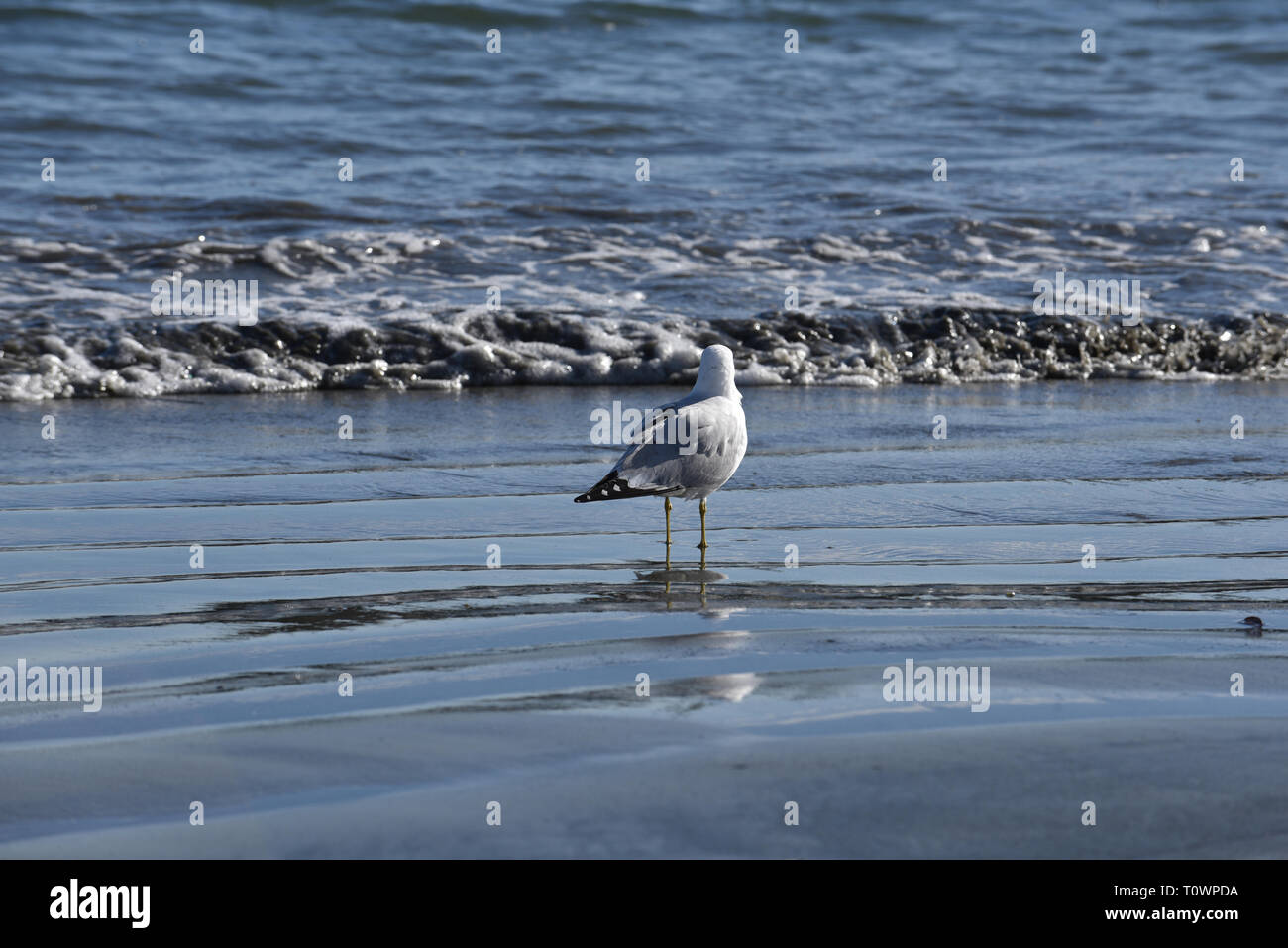 Une mouette se trouve dans le surf à Alamitos Beach en Californie du sud que l'eau noircies par le forage pétrolier en déchets proviennent de la côte Banque D'Images