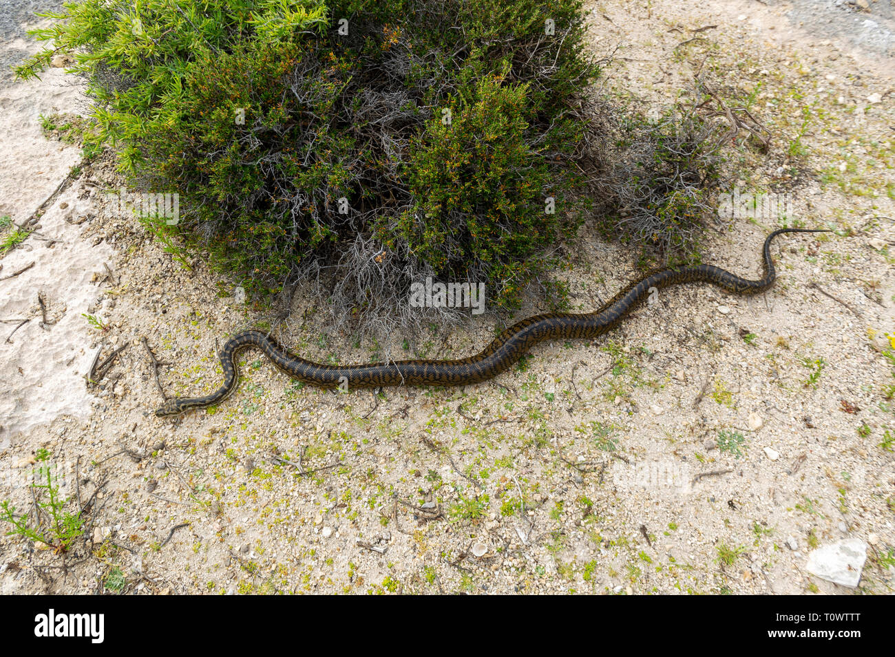 Un tapis python sur l'île de Wallabi Ouest dans le groupe Wallabi. Les Houtman Abrolhos îles se trouvent à 60 kilomètres au large de la côte dans l'ouest de Geraldton Aust Banque D'Images