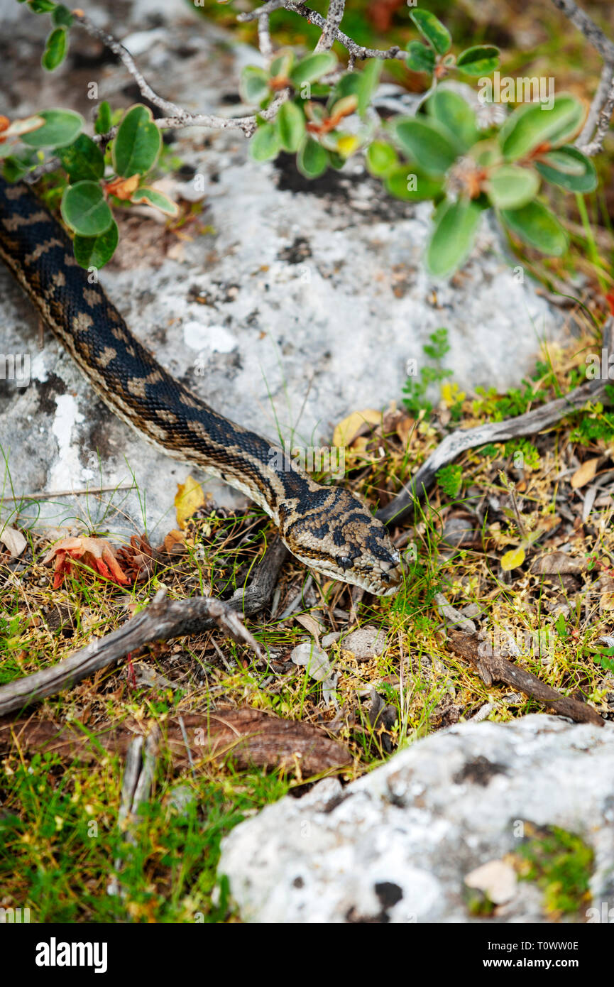 Un tapis python sur l'île de Wallabi Ouest dans le groupe Wallabi. Les Houtman Abrolhos îles se trouvent à 60 kilomètres au large de la côte dans l'ouest de Geraldton Aust Banque D'Images