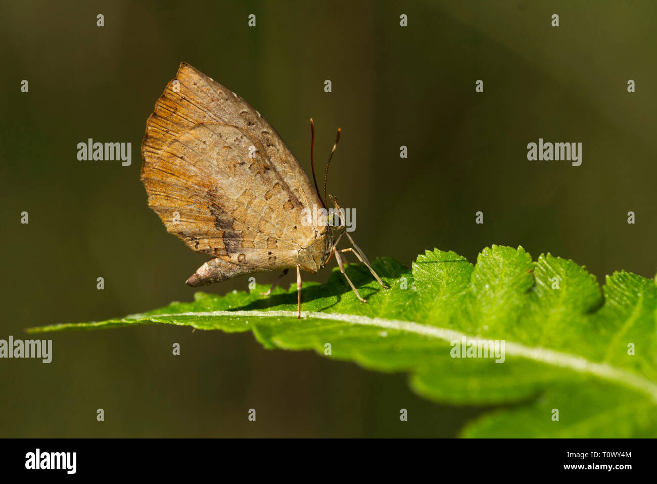 Mottle commun, Milet chinensis, la réserve de tigres de Namdapha, de l'Arunachal Pradesh, Inde. Banque D'Images