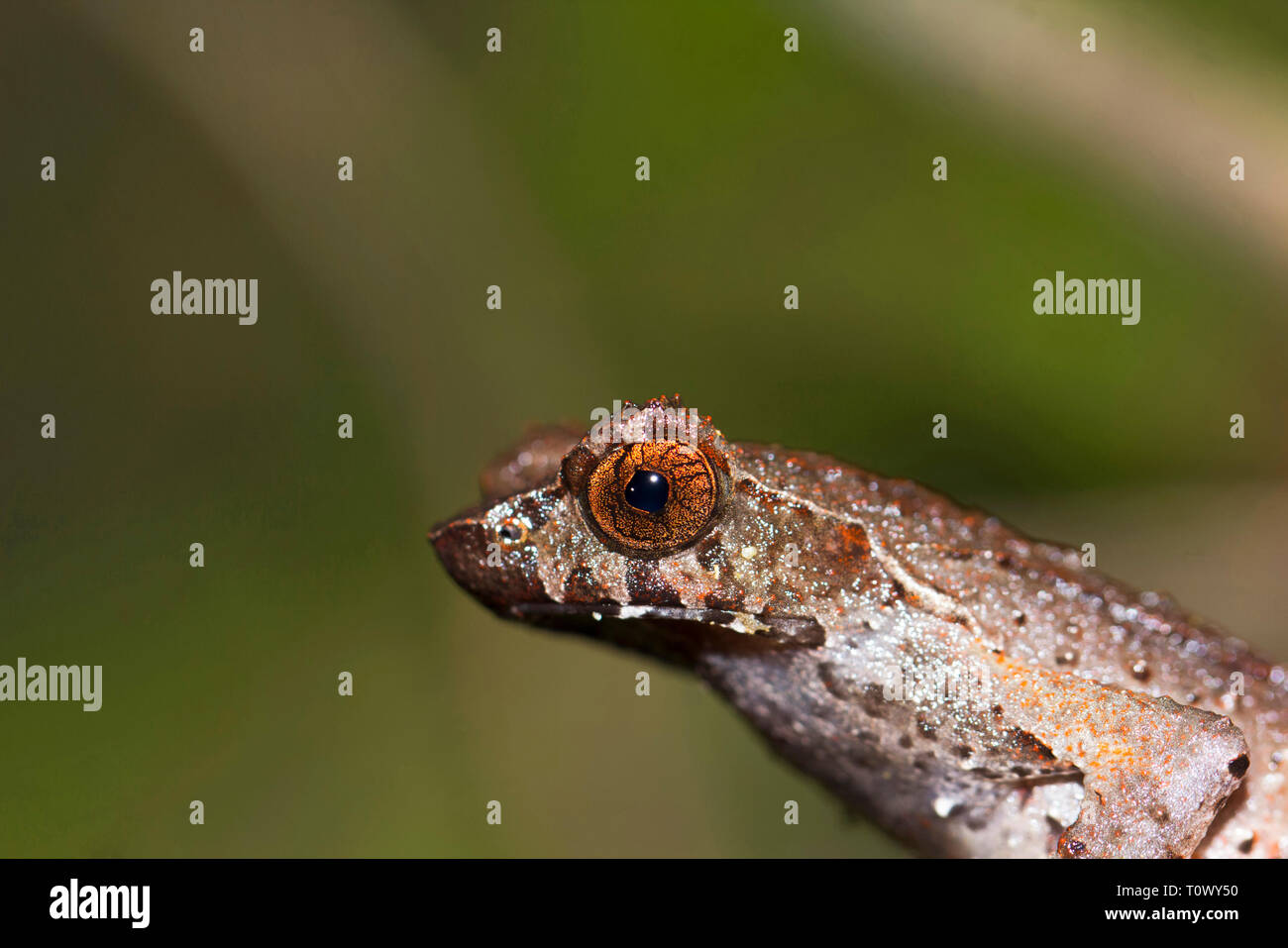 Horned frog, Megophrys ancrae, la Réserve de tigres de Namdapha, de l'Arunachal Pradesh, Inde. Banque D'Images