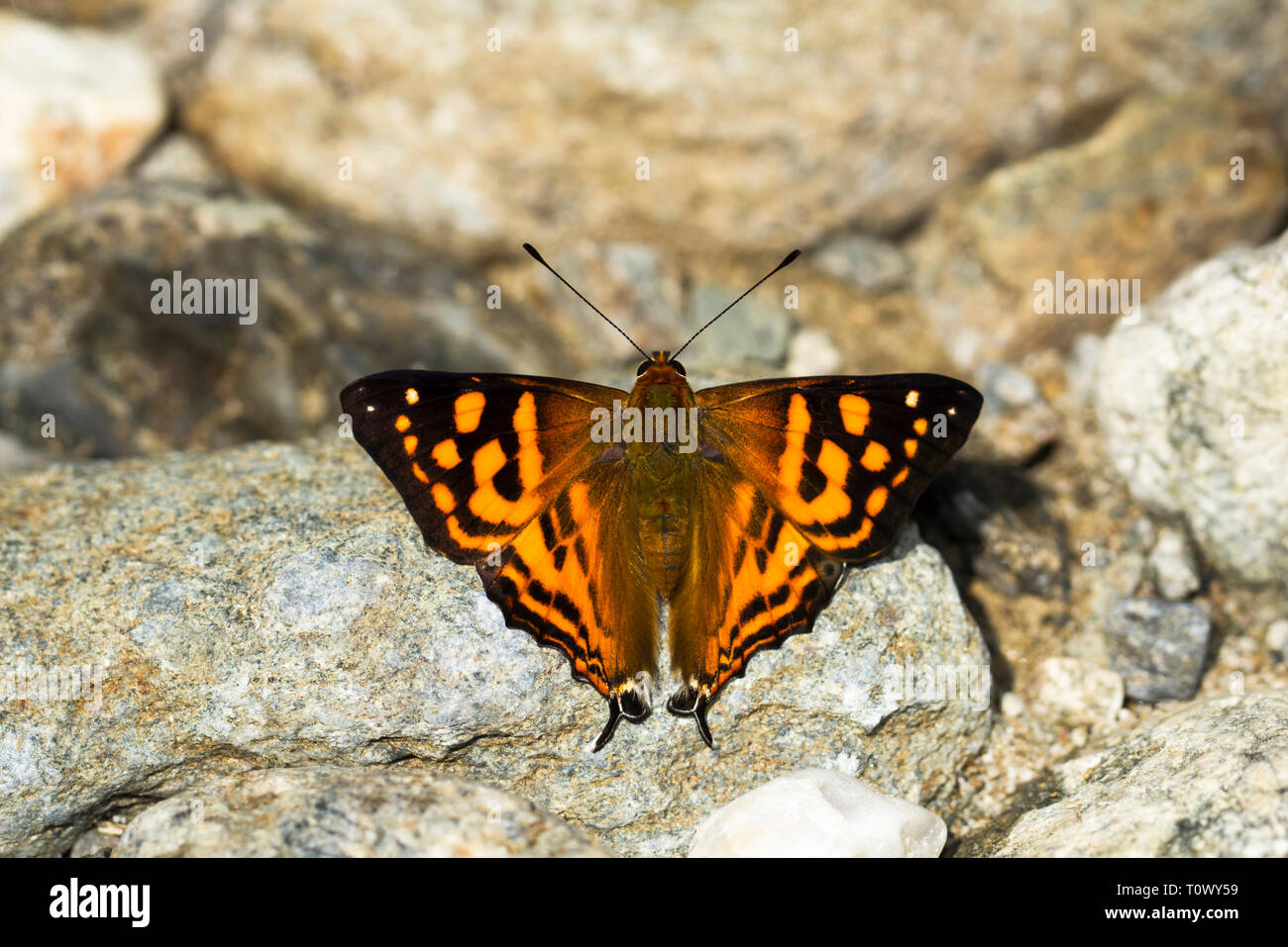 Punch Orange, Dodona egeon, la réserve de tigres de Namdapha, Arunachal Pradesh, Inde. Banque D'Images