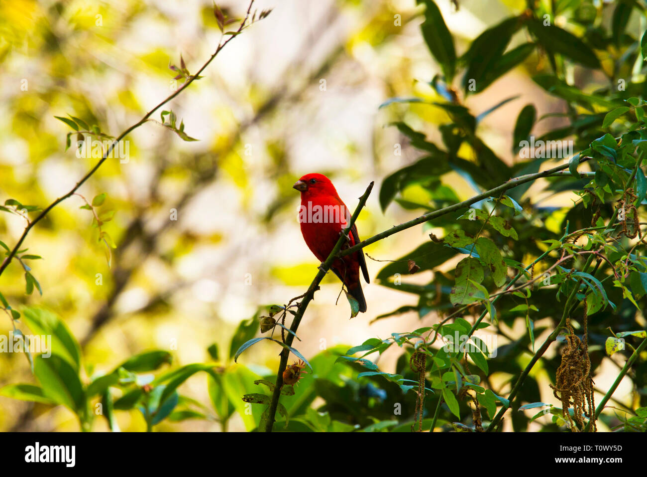 Scarlet Finch, Carpodacus sipahi, Mandal, Uttarakhand, Inde. Banque D'Images