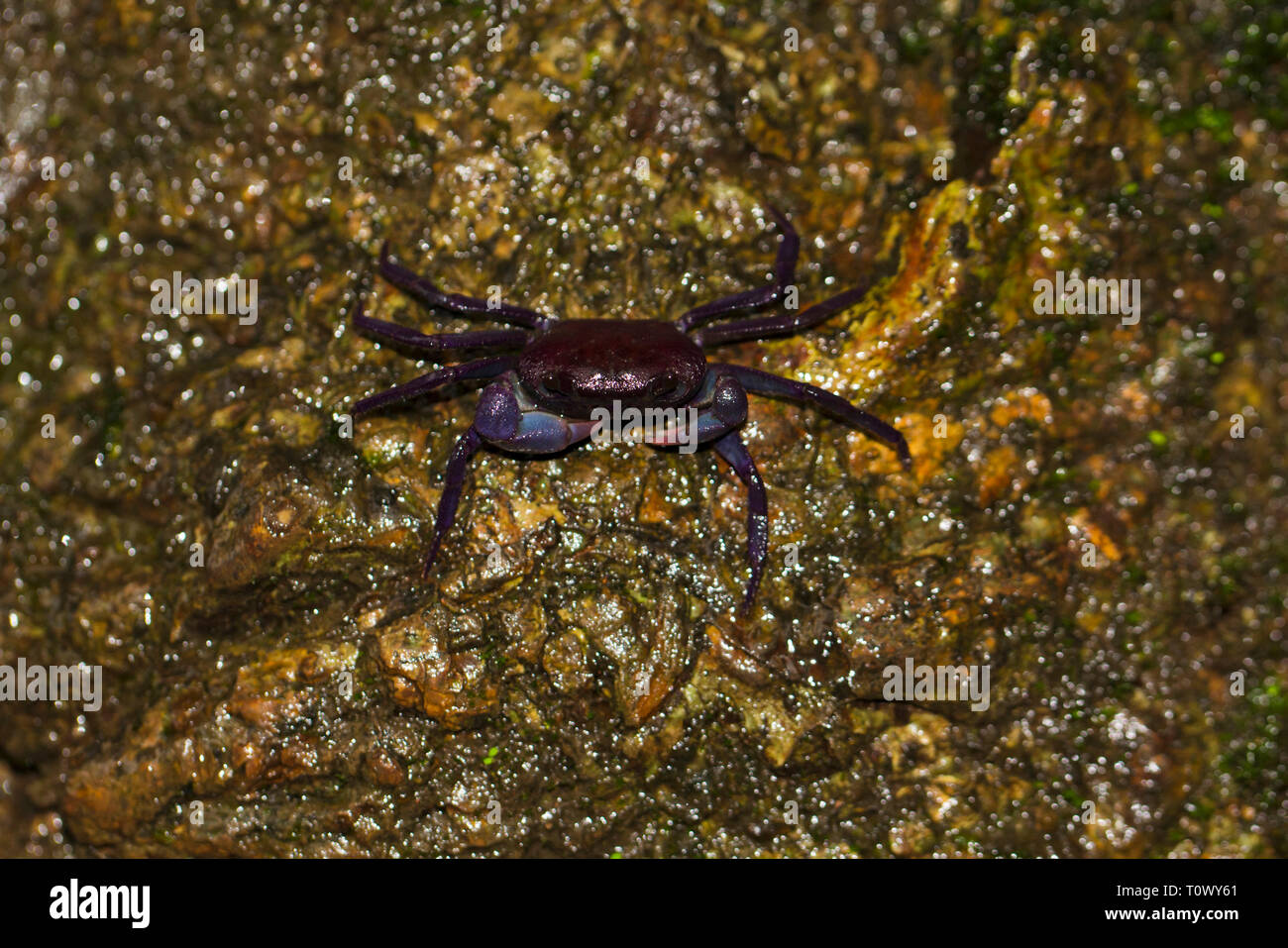 Ghatiana atropurpurea, Amboli, Sindhudurg, Maharashtra, Inde. Banque D'Images