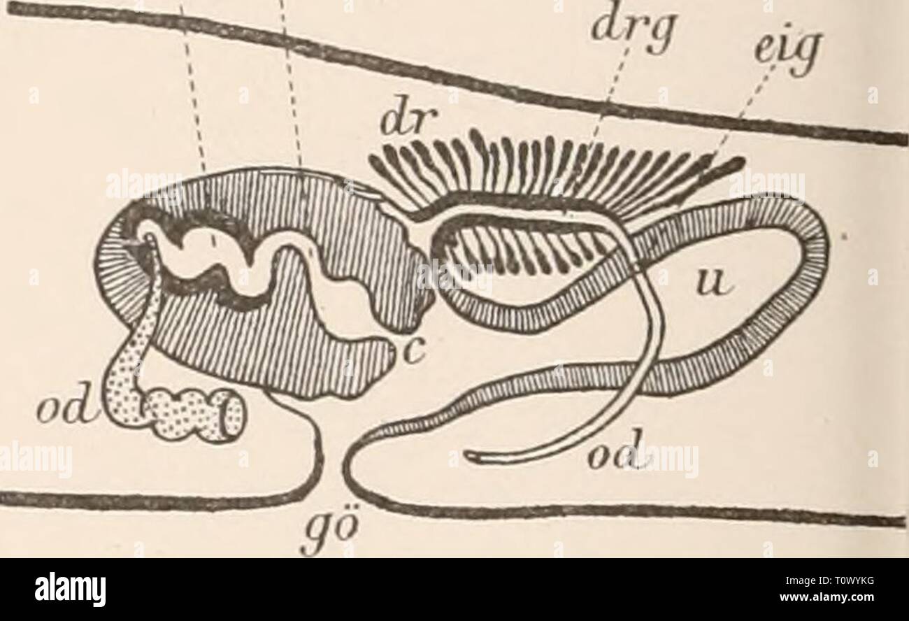Dr HG Bronn's Klassen und Banque D'Images